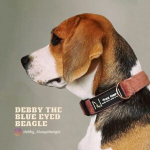 Pixie Drip Luxury Velvet Dog Collar, Vintage Rose | Adjustable | Quick Release Buckle | for Small, Medium and Large Breeds | (Medium)