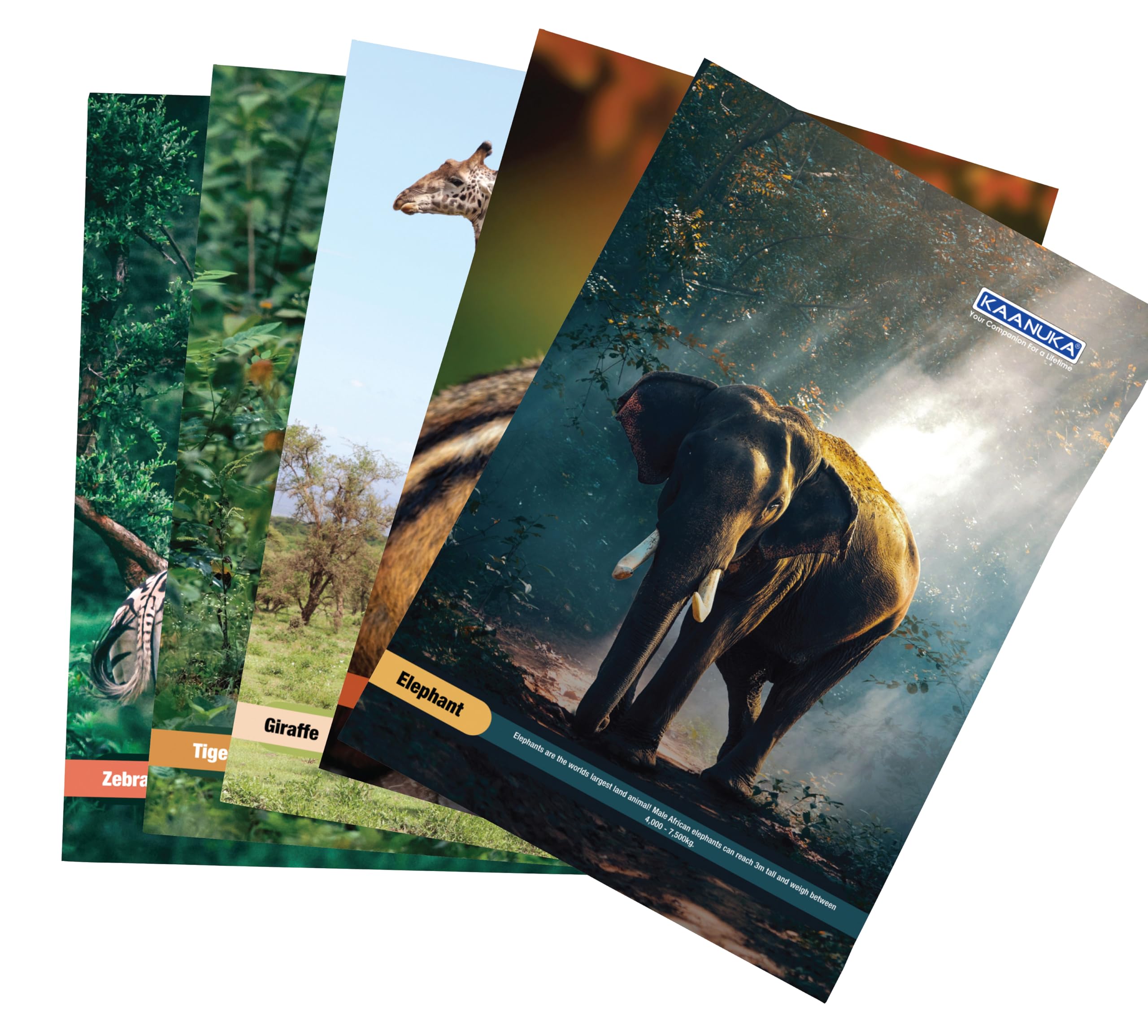 KAANUKA Long Size Notebook - 172 Pages, Ruled, Single Line, A4-29.7cm X 21.0cm, Pack Of 5 Notebooks, Long Size Single line Notebooks for School and College Students - Image 2